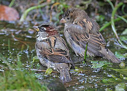 House Sparrow