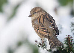 Moineau domestique