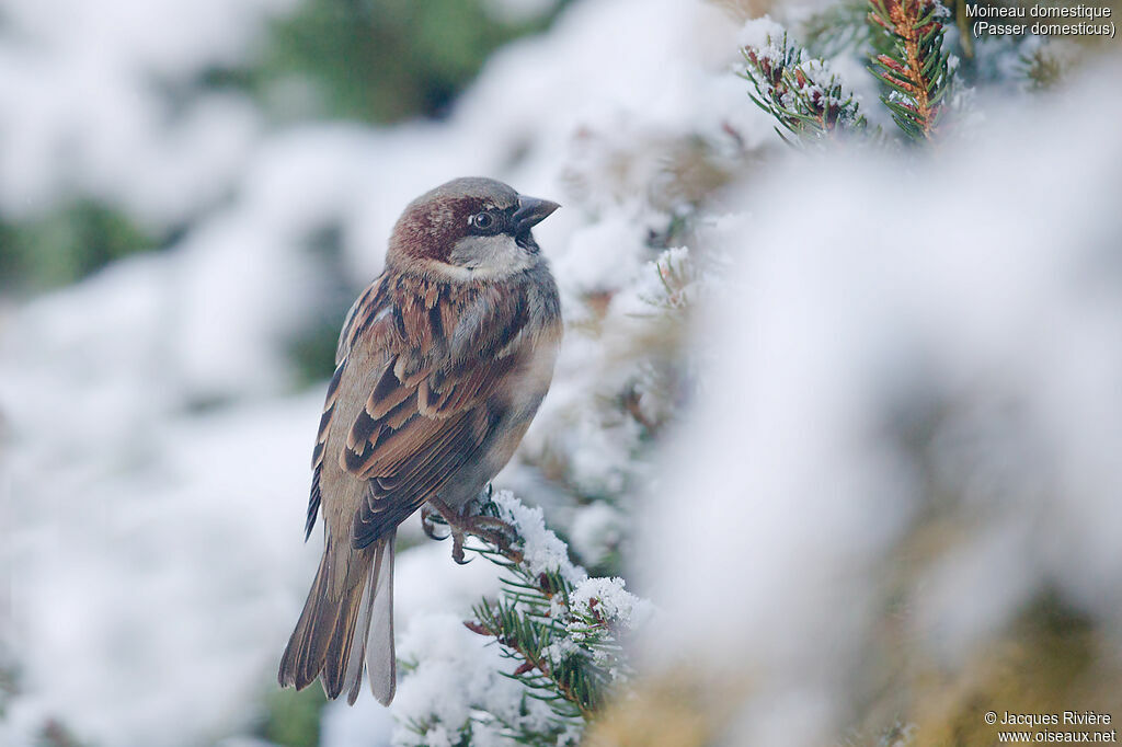 House Sparrow male adult post breeding, identification