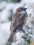 Moineau domestique