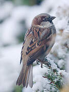 House Sparrow