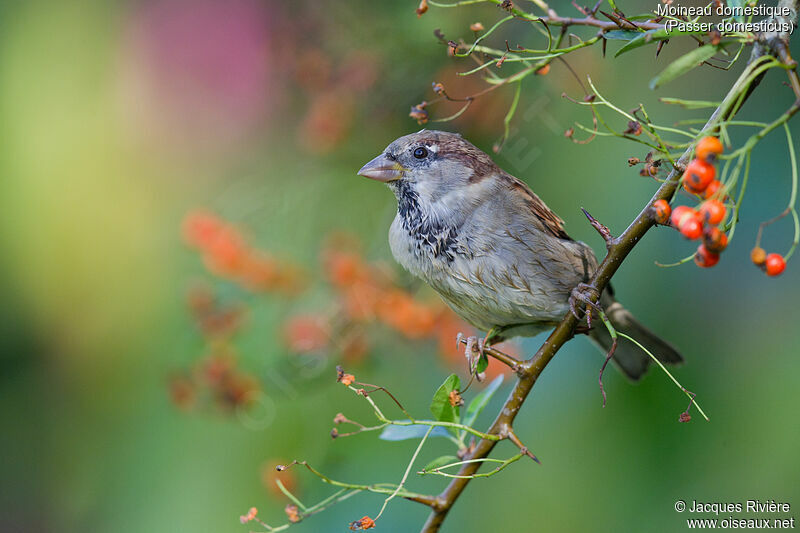House Sparrow male adult transition, identification