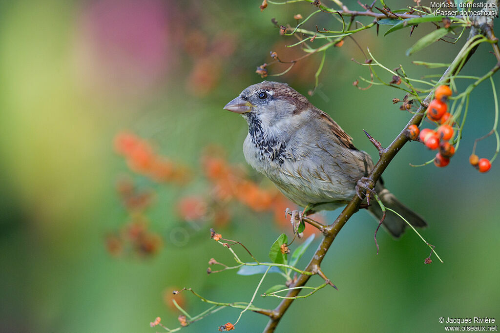 House Sparrow male adult transition, identification