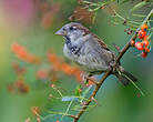 Moineau domestique