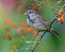 House Sparrow