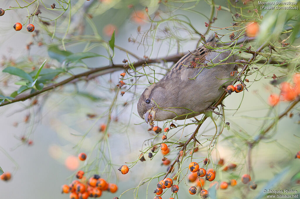 Moineau domestique femelle adulte nuptial, identification