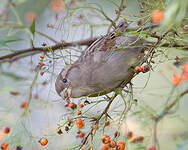 Moineau domestique