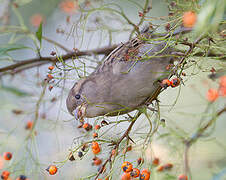 Moineau domestique