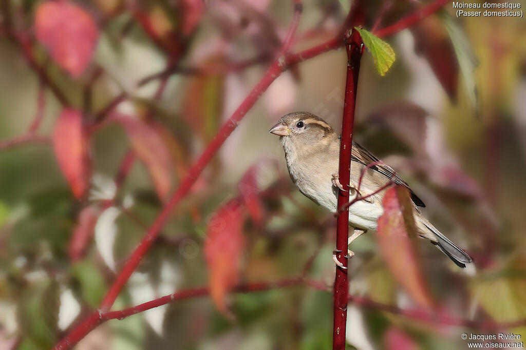 Moineau domestique femelle adulte, identification