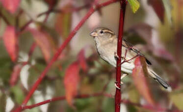 Moineau domestique