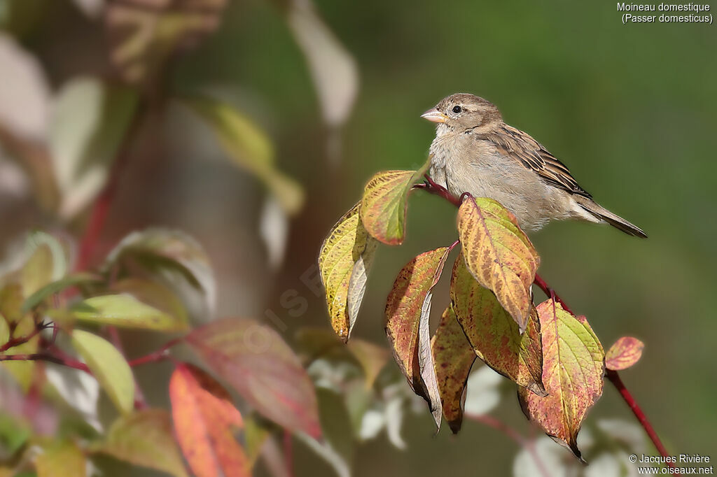 House Sparrow