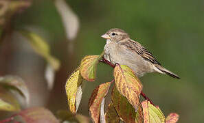 Moineau domestique