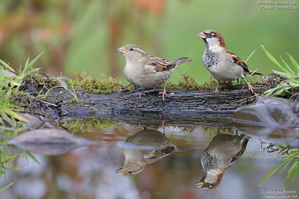 House Sparrowadult post breeding