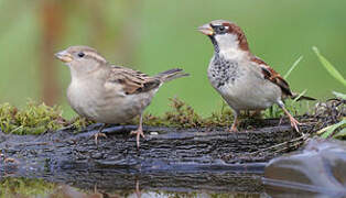 House Sparrow