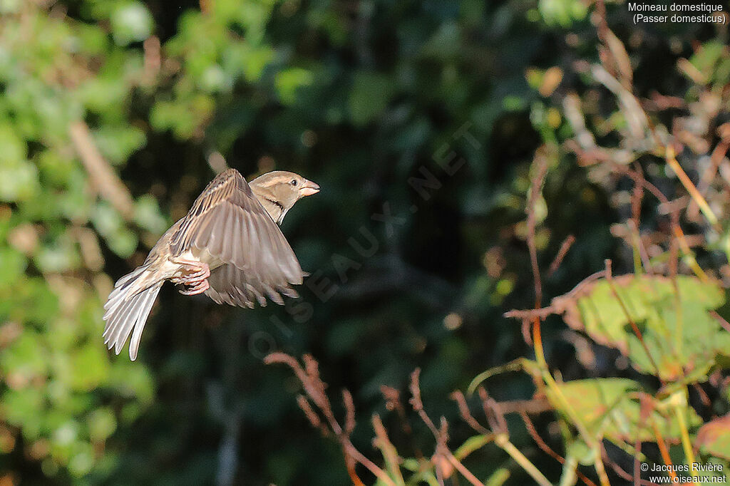 House Sparrow female adult, Flight