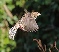 House Sparrow