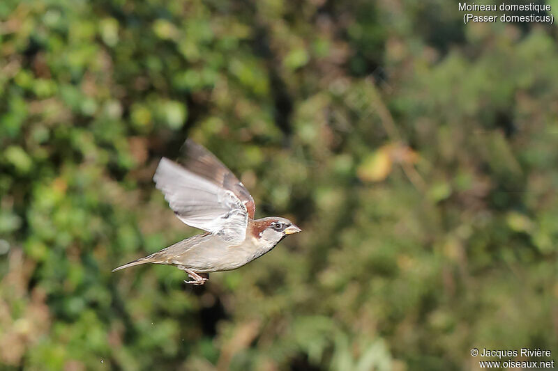 House Sparrow male adult, Flight