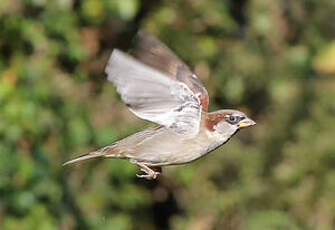 Moineau domestique