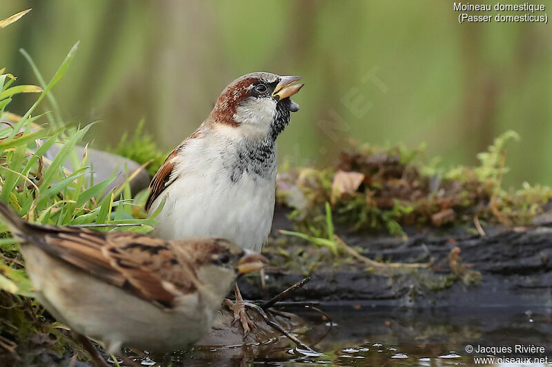 House Sparrow male adult, identification, drinks, parasitic reprod.