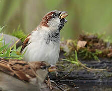 House Sparrow