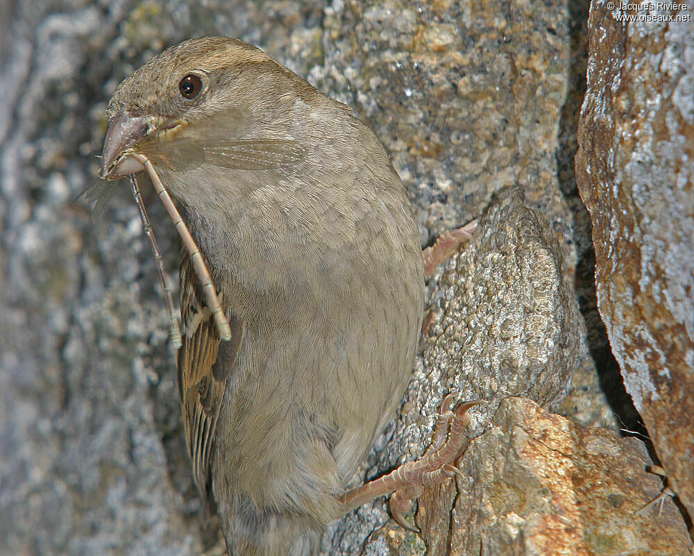 Moineau domestique femelle, Nidification