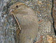 Moineau domestique