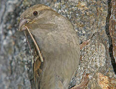 House Sparrow