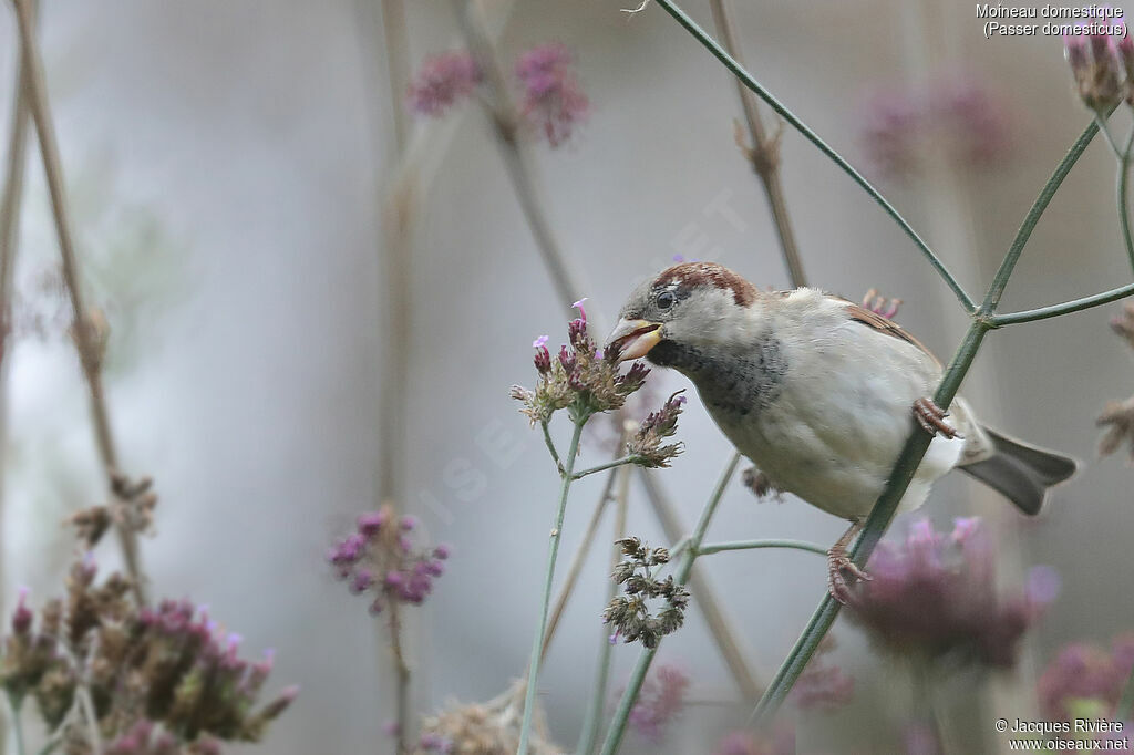 Moineau domestique mâle adulte, mange