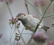 Moineau domestique