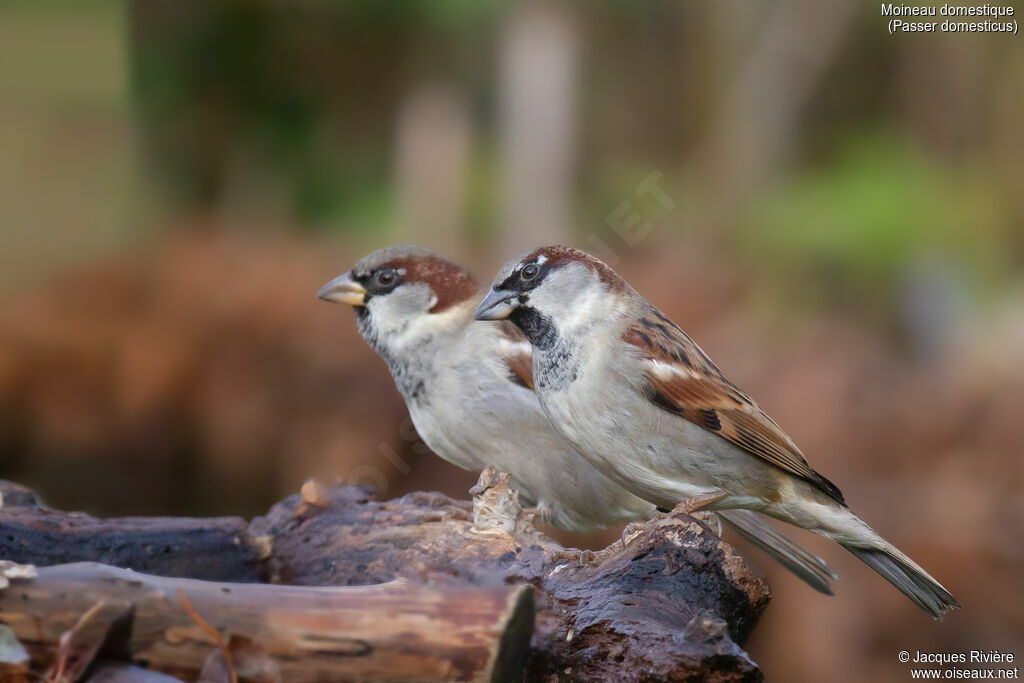 Moineau domestique mâle adulte internuptial, identification