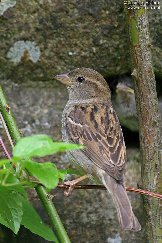 Moineau domestique femelle adulte nuptial