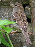 House Sparrow