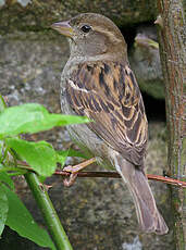 Moineau domestique