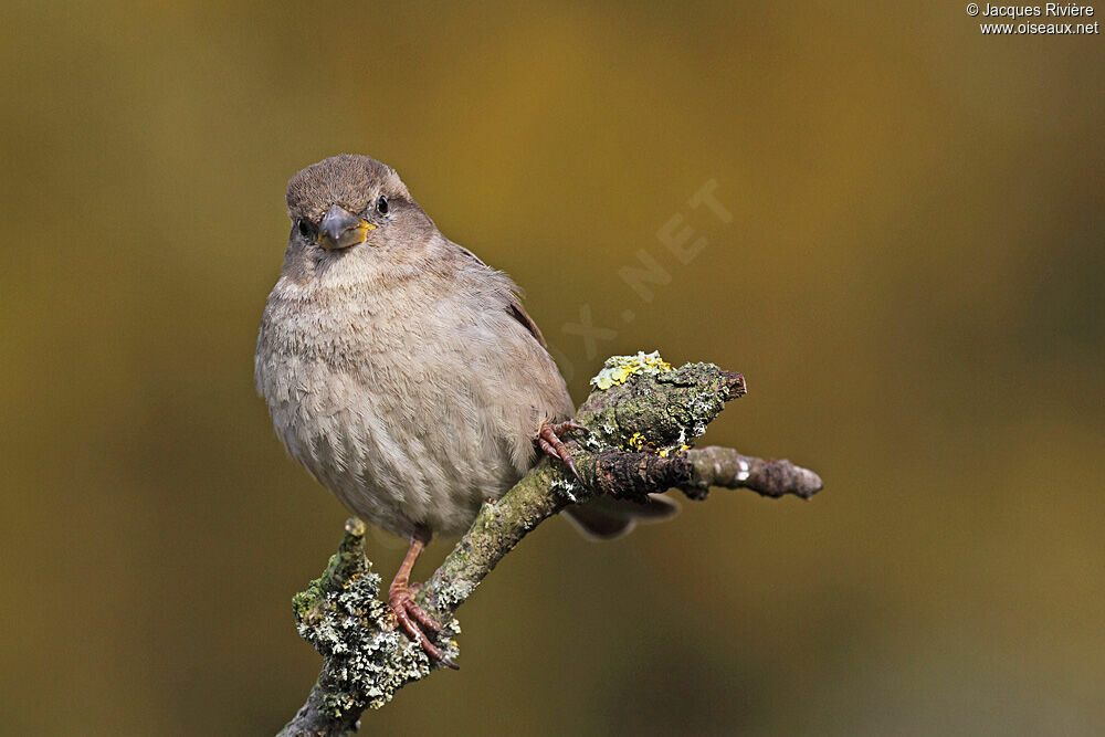 Moineau domestique femelle adulte internuptial