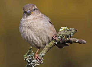 Moineau domestique