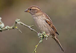 House Sparrow