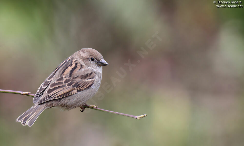 House Sparrow female adult post breeding