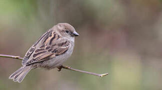 Moineau domestique