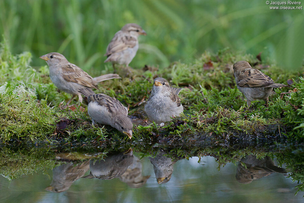 Moineau domestiquejuvénile