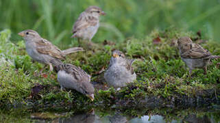 House Sparrow