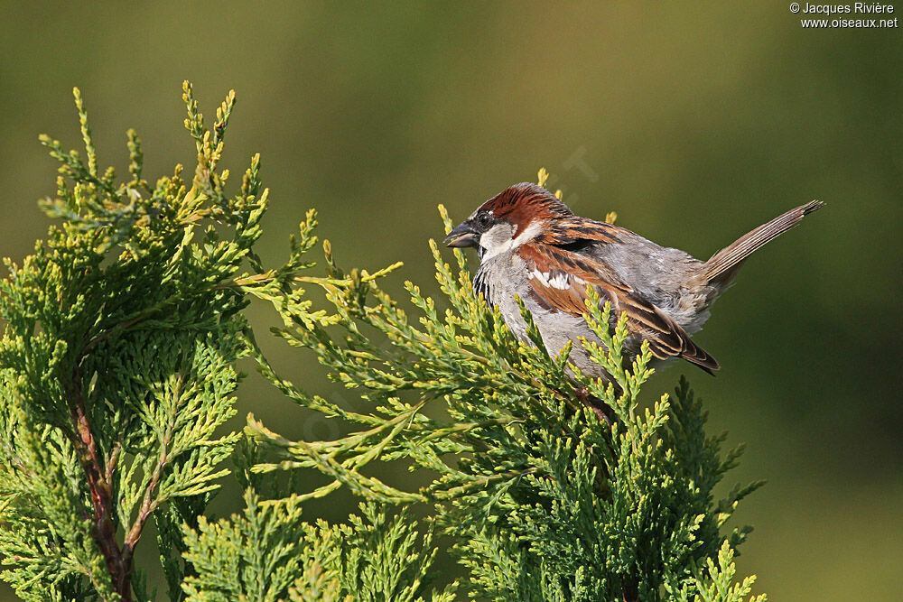 House Sparrow male adult breeding