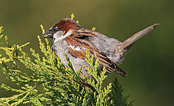 Moineau domestique