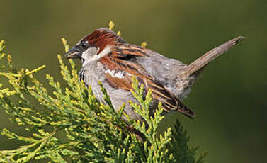 Moineau domestique