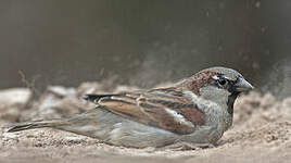 Moineau domestique