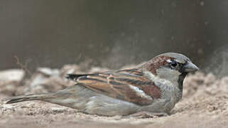 House Sparrow