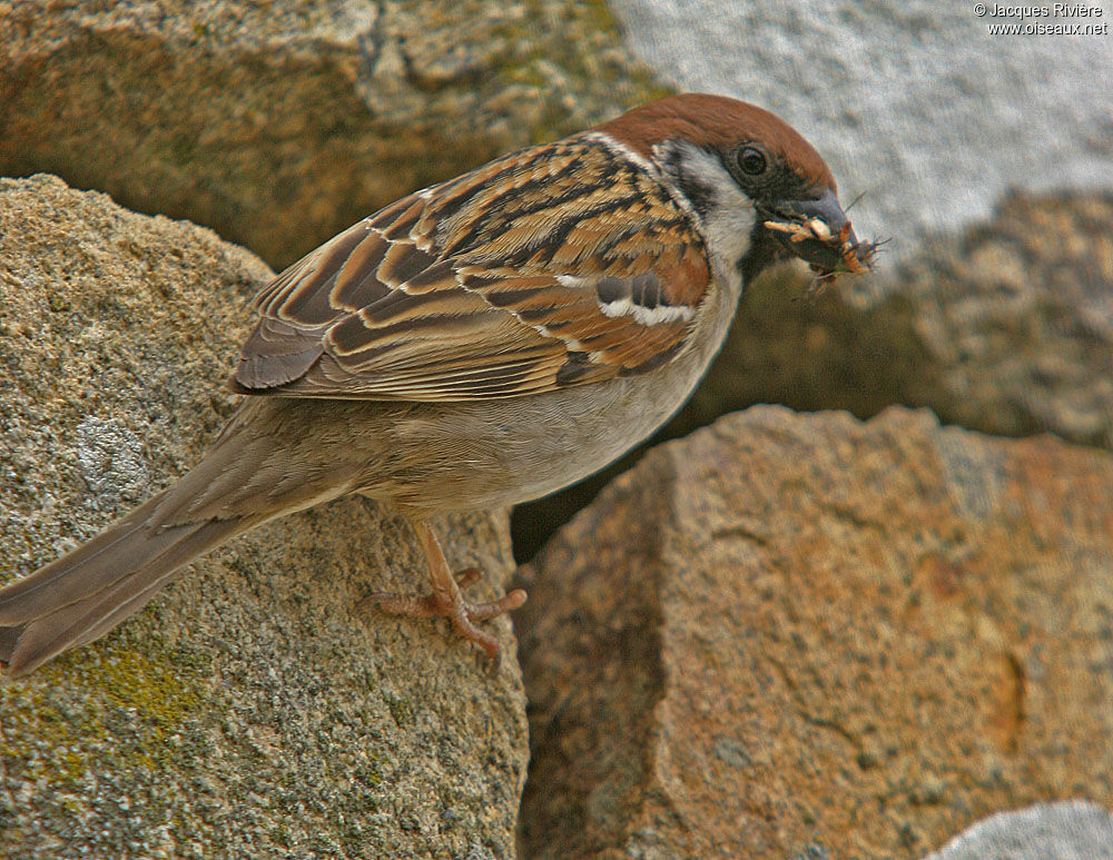 Moineau friquetadulte nuptial, Nidification