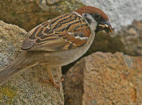 Moineau friquet