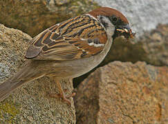 Eurasian Tree Sparrow