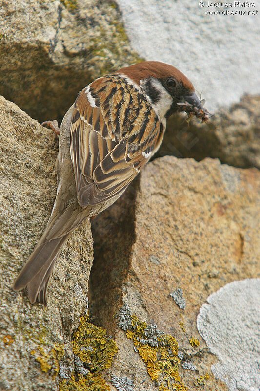 Eurasian Tree Sparrowadult, Reproduction-nesting