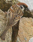 Eurasian Tree Sparrow